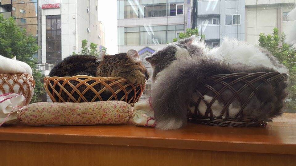 cat cafe tokyo