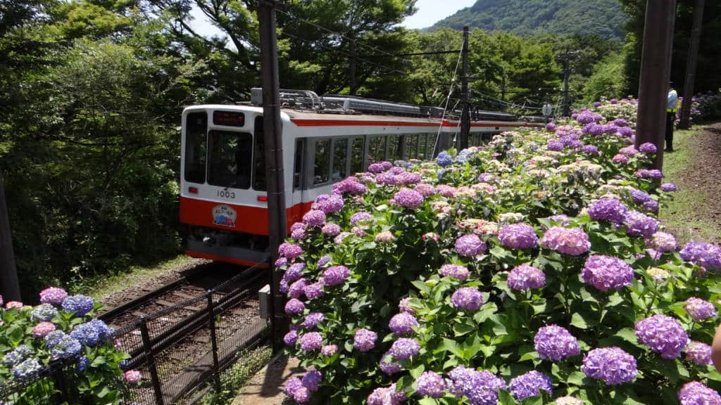 hakone ajisai train