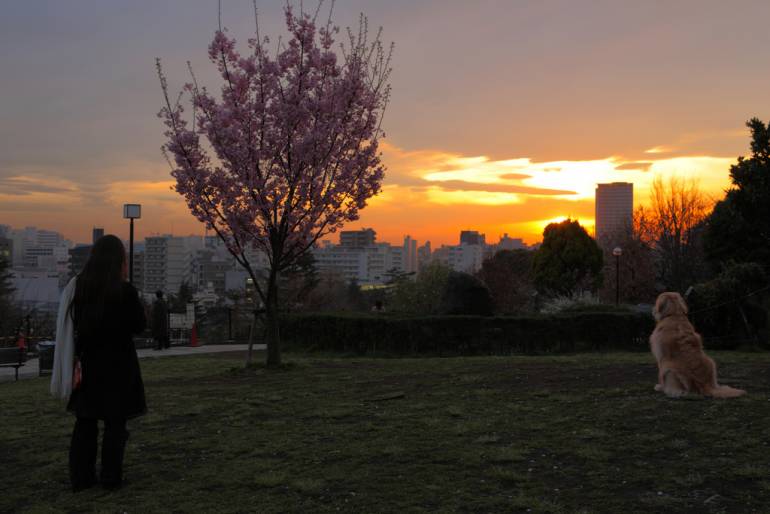 saigoyama park