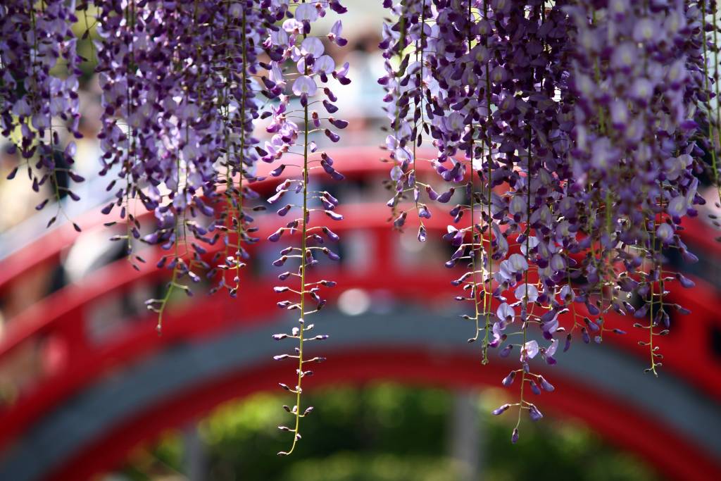 wisteria kamerido tenjin