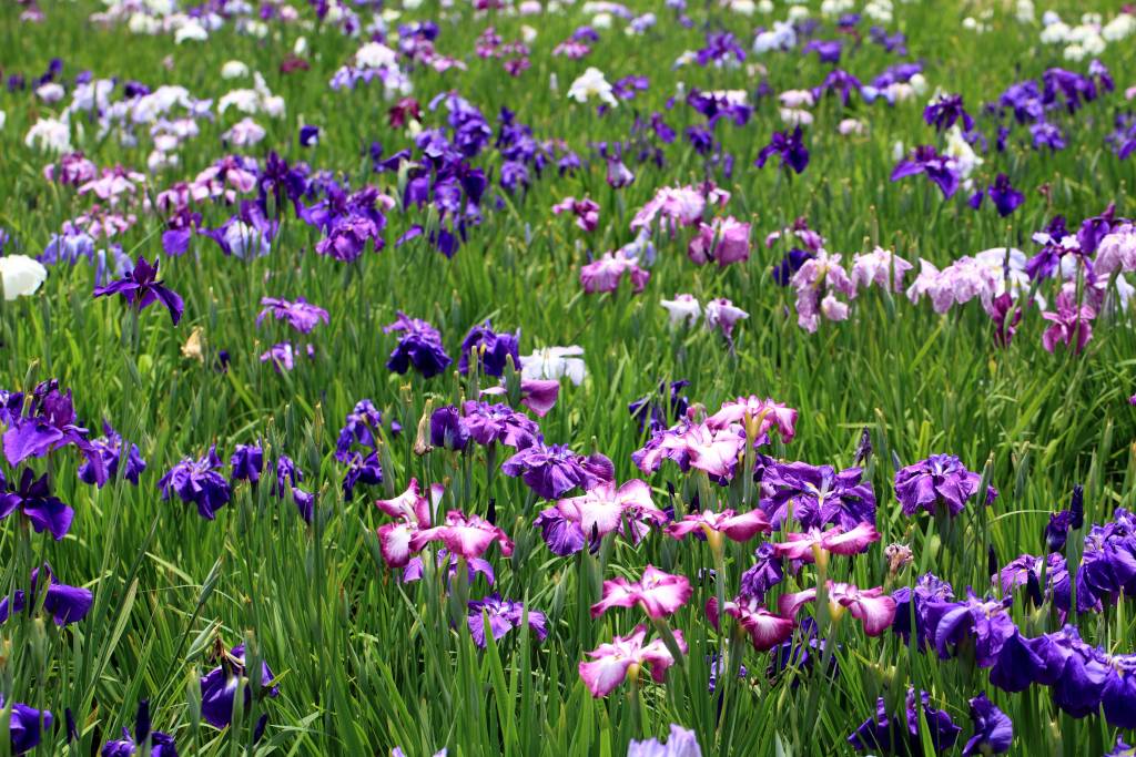 iris festival tokyo