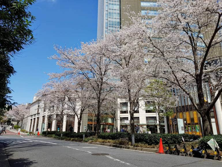 Akasaka Sacas Cherry Trees