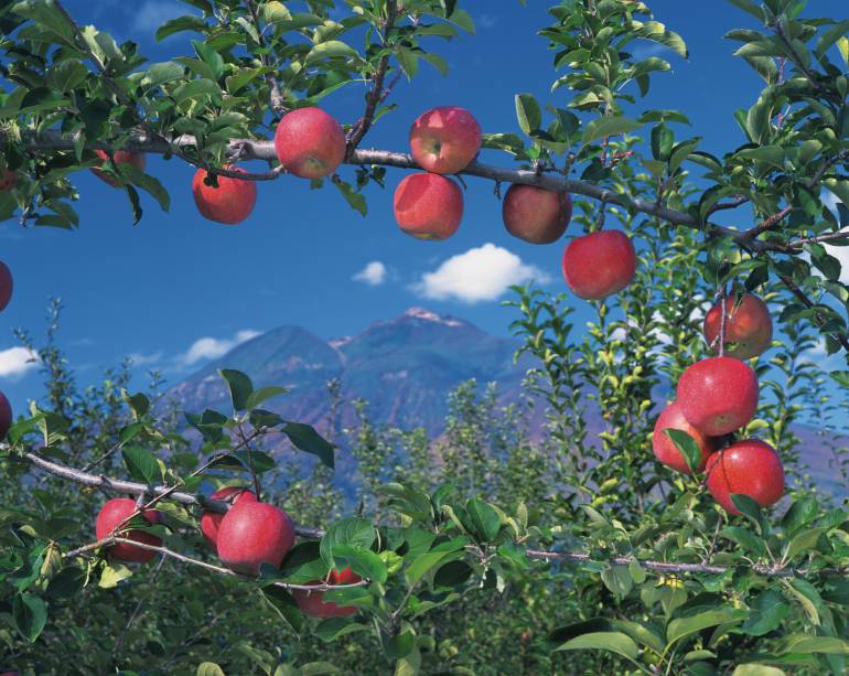 red apples on a tree in Aomori