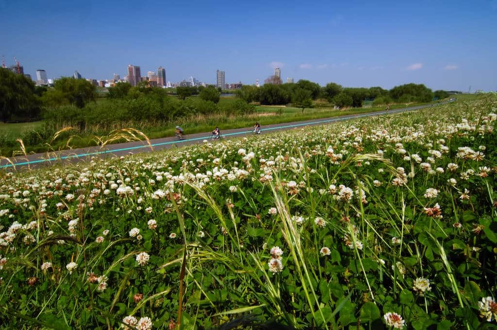 Arakawa River tokyo cycling routes in spring