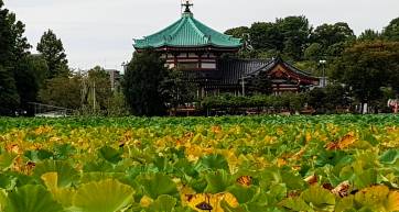 Bentendo in the center of Shinobazu Pond