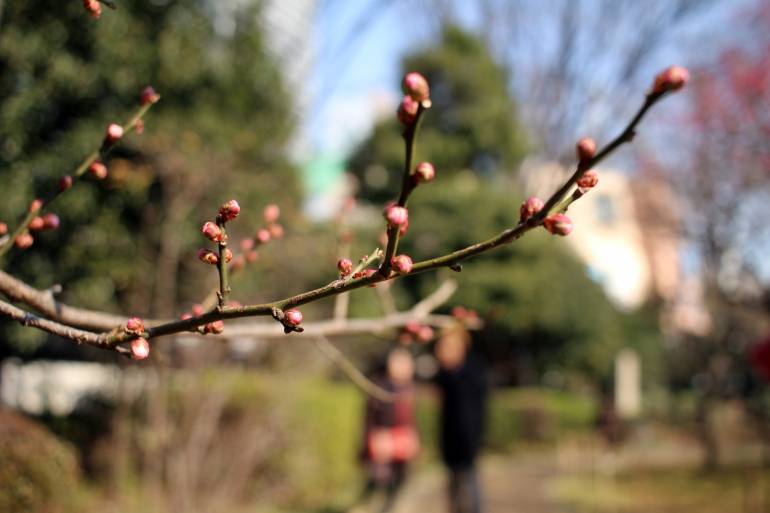 plum at koshikawa korakuen