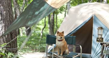 dog in front of a tent