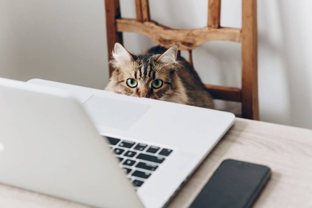 Cat in front of computer looking at the camera