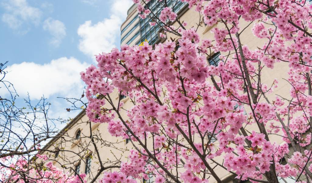 Nihonbashi Sakura Festival 2024