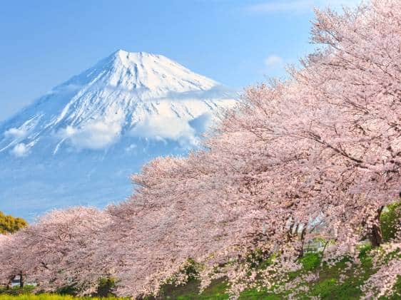 When to See Cherry Blossoms in Japan