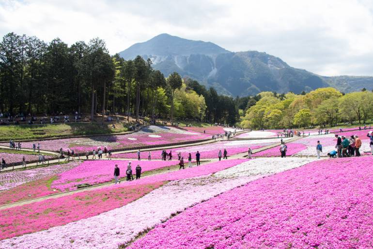 shibazakura festival