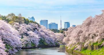 Pink clouds of cherry blossoms along the sloping sides of the moat at Chidorigafuchi.