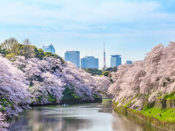 Pink clouds of cherry blossoms along the sloping sides of the moat at Chidorigafuchi.