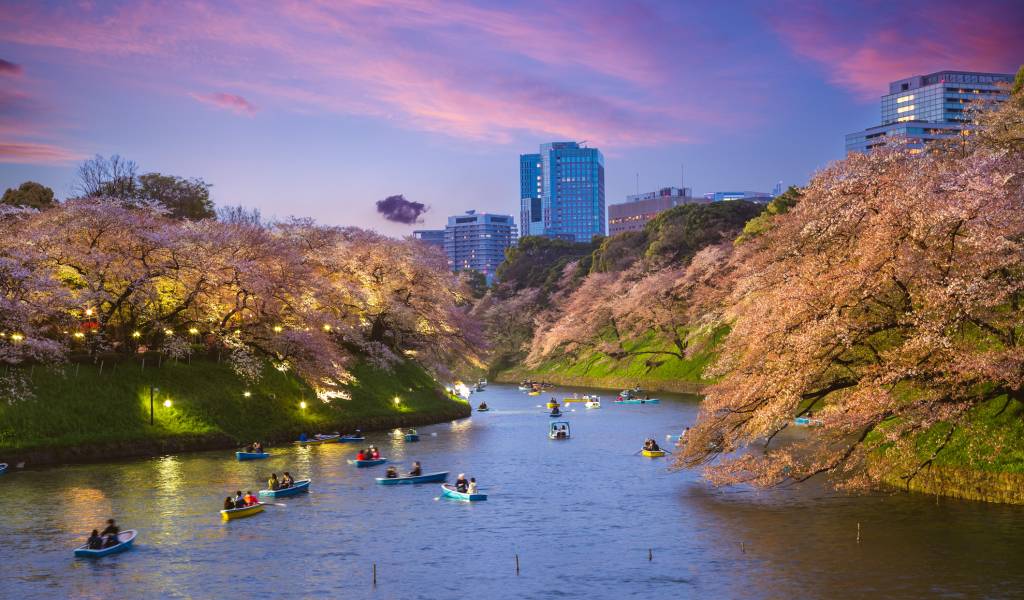 Yozakura: 8 Best Nighttime Cherry Blossom Illuminations in Tokyo