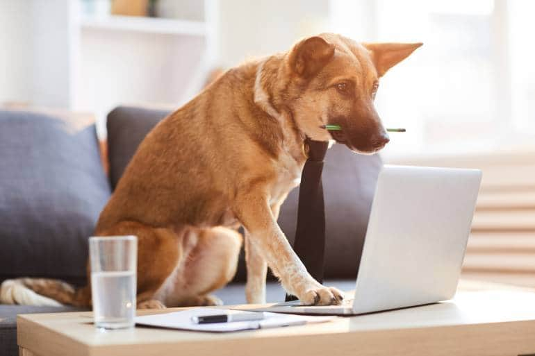 dog working on laptop