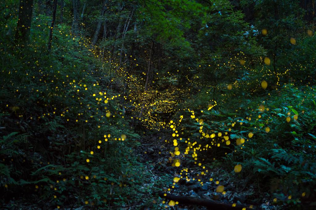 firefly festival tokyo