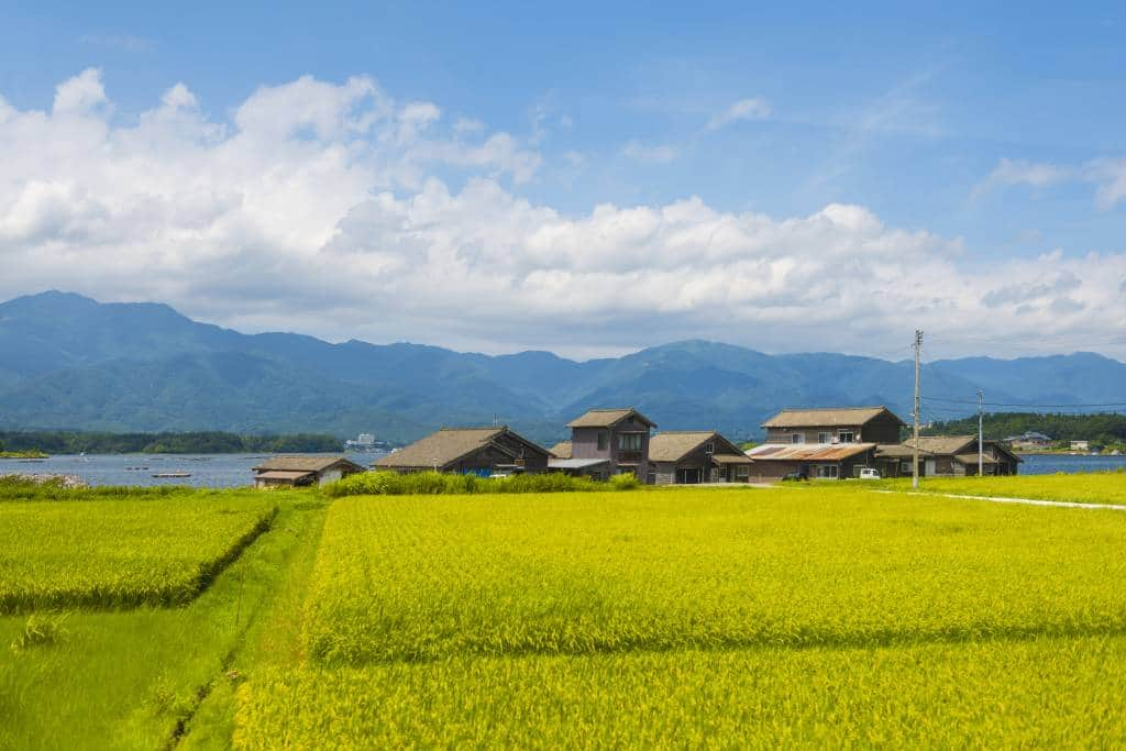 Wooden seasonal houses of fishermens that cultivating shellfishes on Lake Kamo on Sado Island in Sea of Japan. It is summer day. In front view green rice field, in background blue sky, akiya