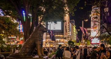 Hachiko at night