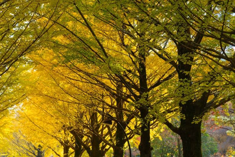 Ginkgo tree-lined at Hikarigaoka park in Tokyo