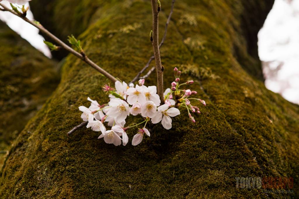 sakura cherry blossoms