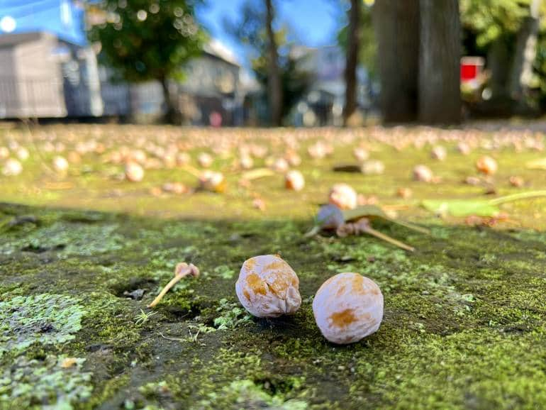 ginkgo nuts on ground