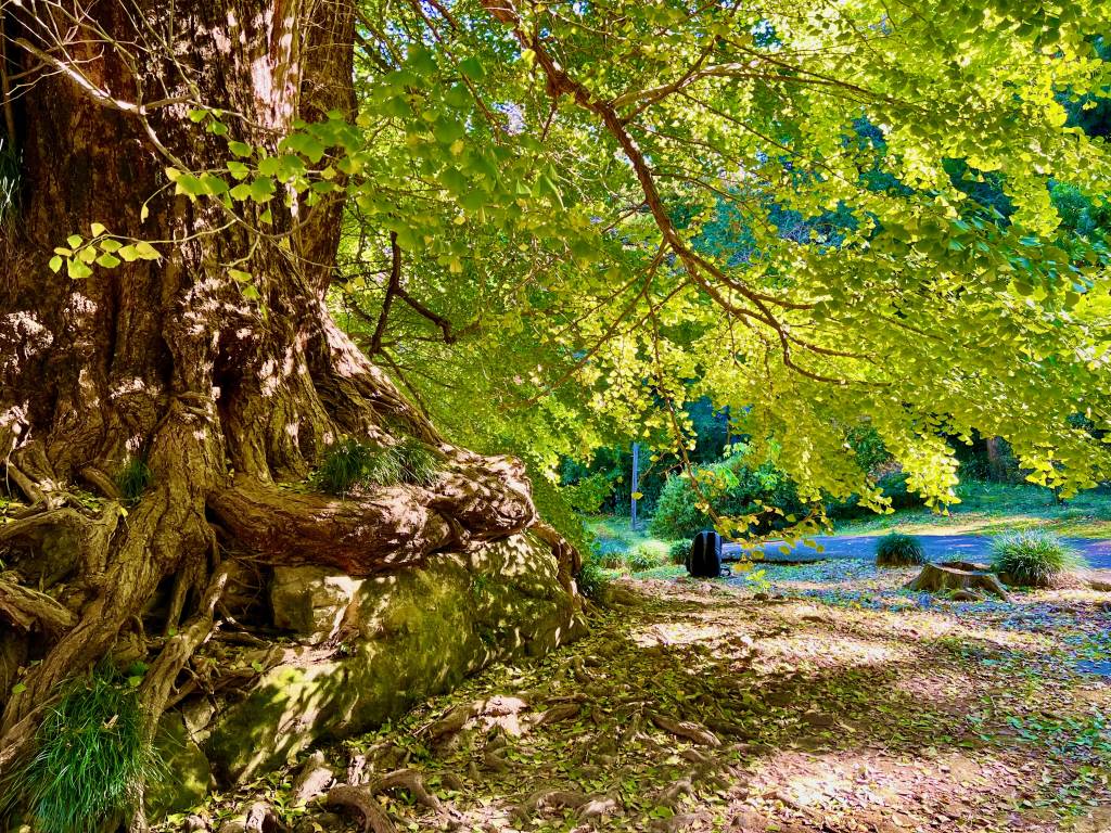 Beautiful ginkgo tree at Shoboji Temple, Saitama