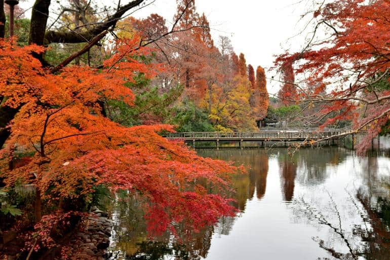 Beautiful autumn color leaf of Inokashira Park with its reflection on the lake. Some migratory birds, including ducks, can be observed. Inogashira Park is a public park bordering Kichijoji City and Musashino City of Tokyo Prefecture.