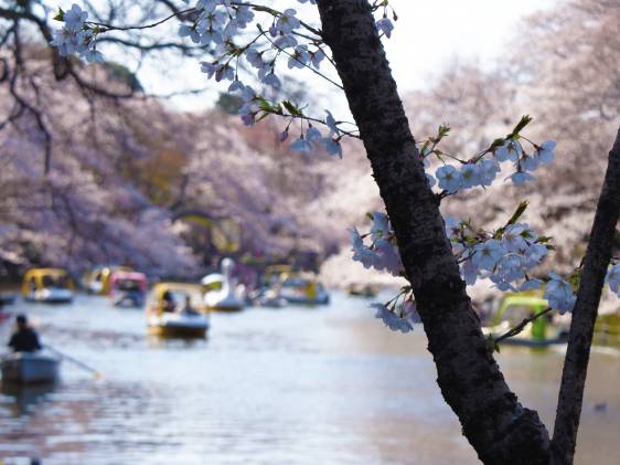 Inokashira Park