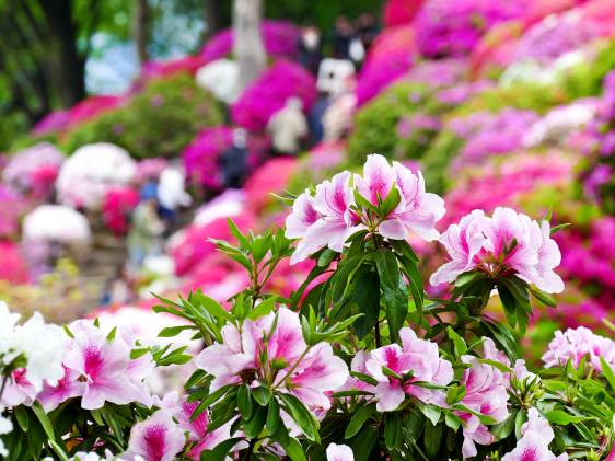 Azaleas in bloom at Nezu Shrine in Tokyo