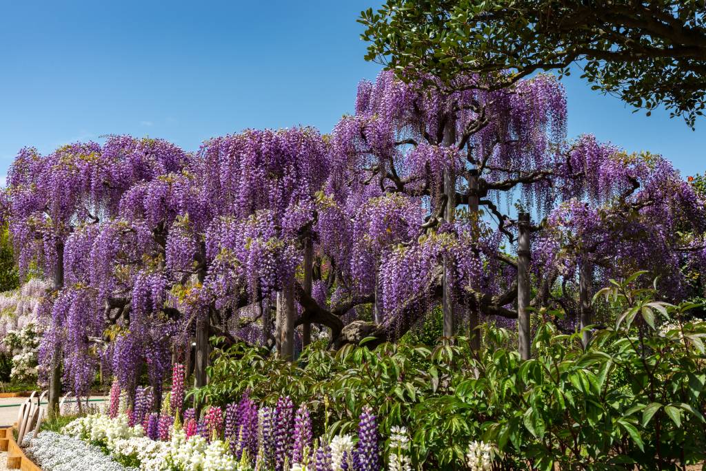 Wisteria in bloom at Ashikaga Flower Park