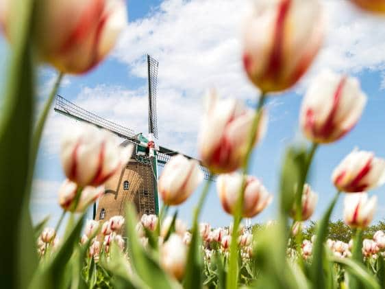 Tulips and windmill at Sakura Tulip Festival