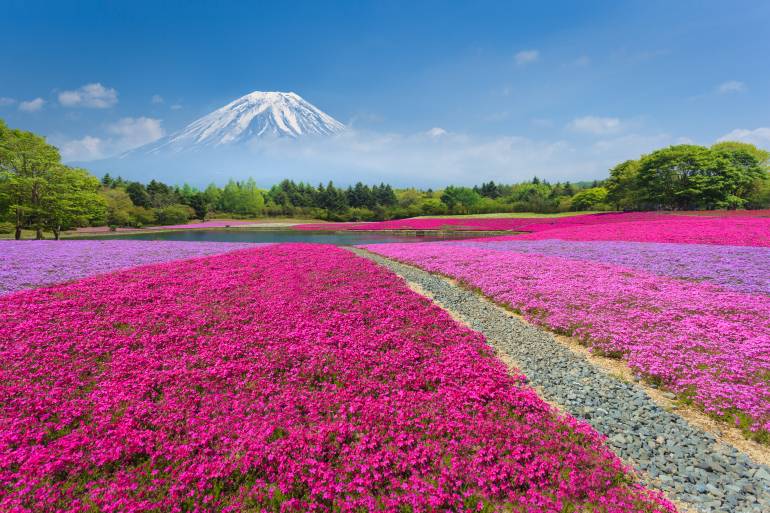 Fuji shibazakura festival