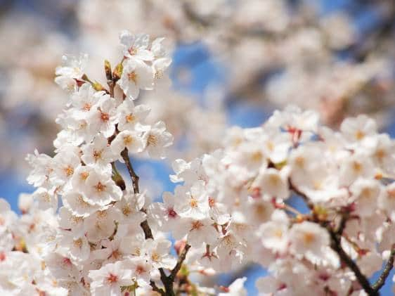 cherry blossoms in bloom