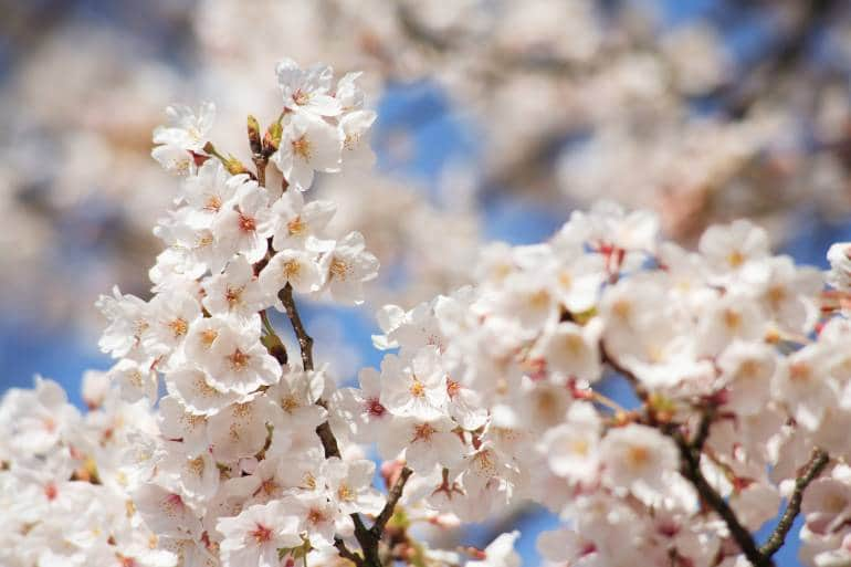 cherry blossoms in bloom