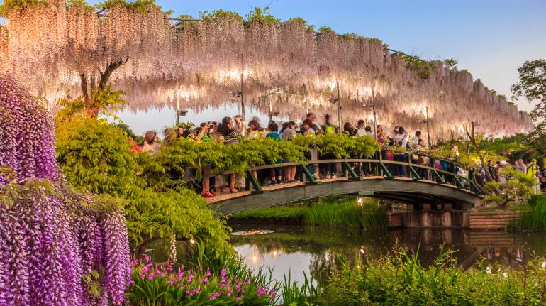 wisteria in bloom at Ashikaga Flower festival