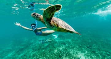 Turtle snorkel dive ocean sea