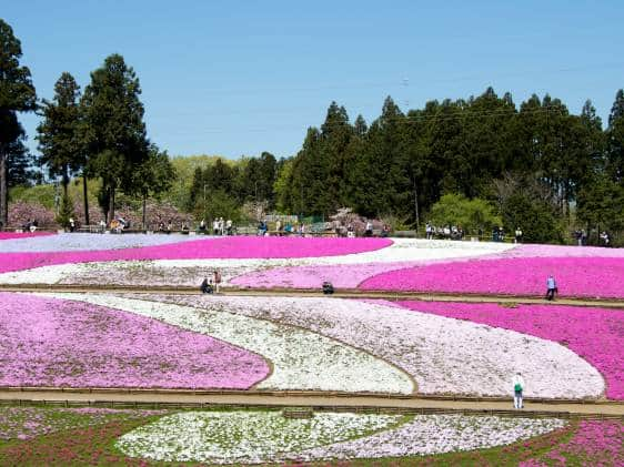 Chichibu shibazakura