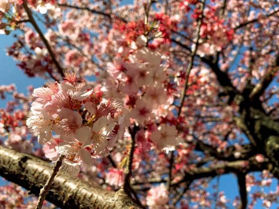 Atami cherry blossoms