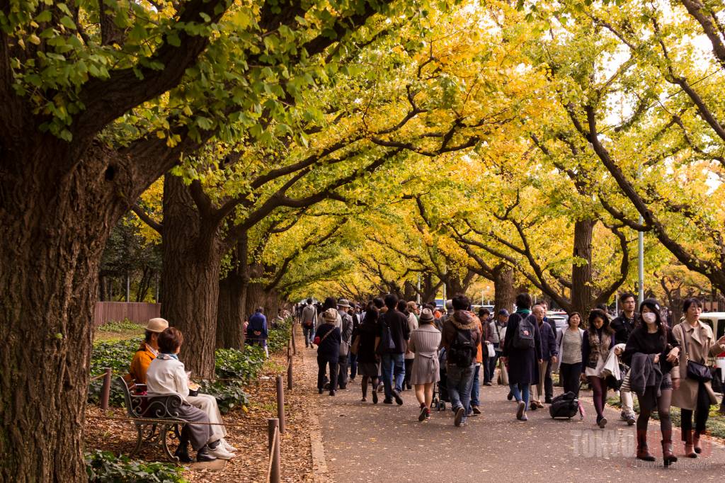 Jingu Gaien autumn leaves