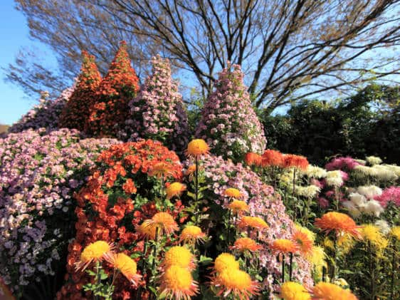 Jindai Botanical Garden Chrysanthemum Festival