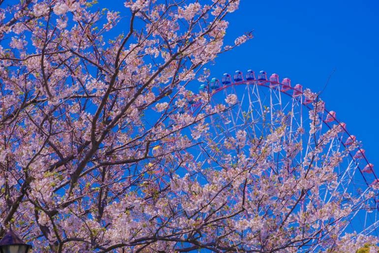 kasai rinkai ferris wheel