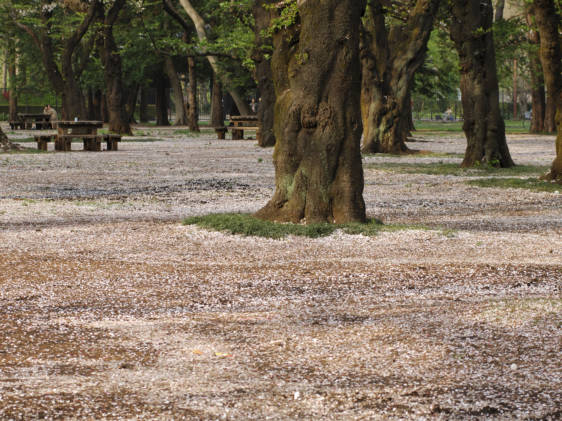 tokyo cherry blossom sakura koganei