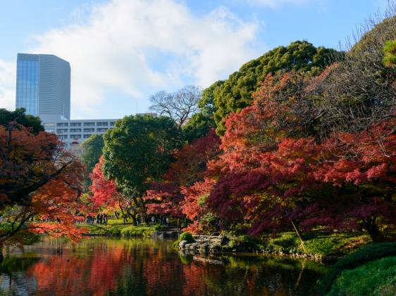 Koishikawa Korakuen Garden in Autumn