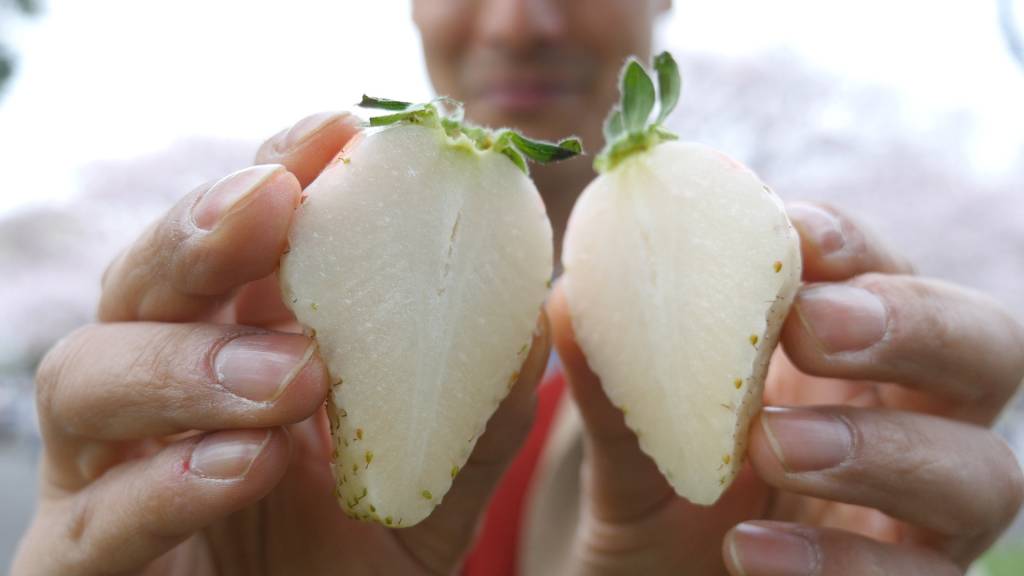 white strawberry japan