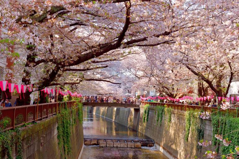 cherry blossom festival in meguro river