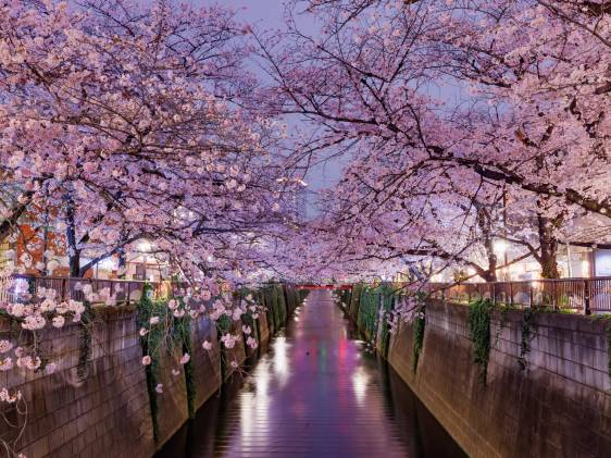 Pink cherry blossoms over the Meguro River at twilight