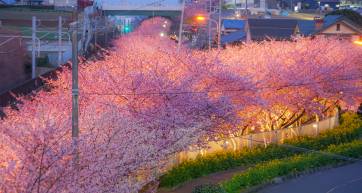 Miura Kaigan Kawazu cherry trees