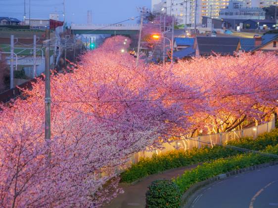 Miura Kaigan Kawazu cherry trees