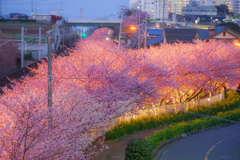 Miura Kaigan Kawazu cherry trees