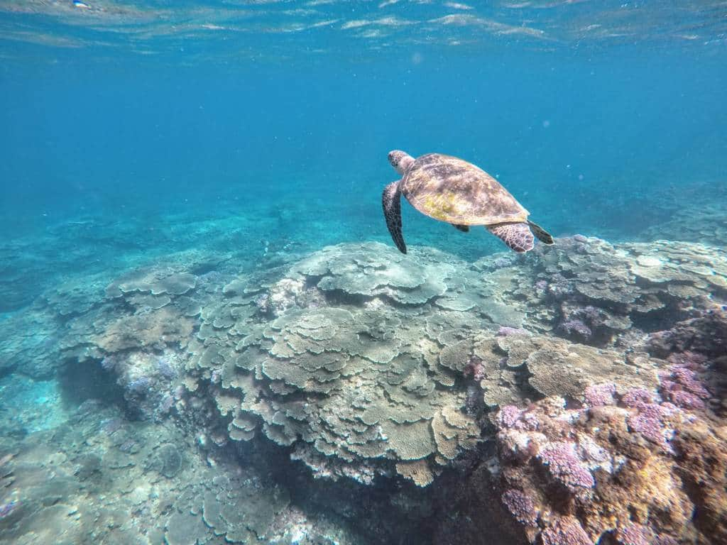 Hachijojima snorkeling